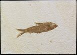 Bargain Knightia Fossil Fish - Wyoming #41137-1